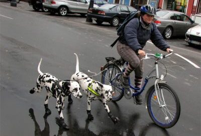 cycling with dog