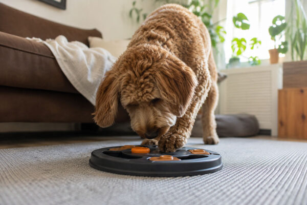 Dog brain training
