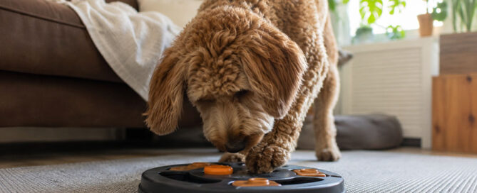 Dog brain training
