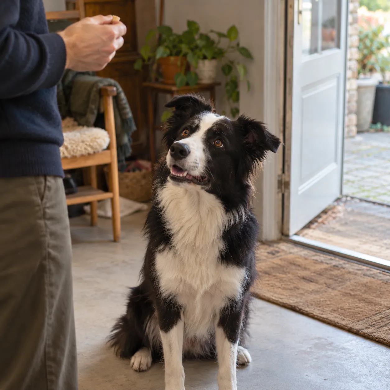 Dog calmly focusing on its owner during positive training